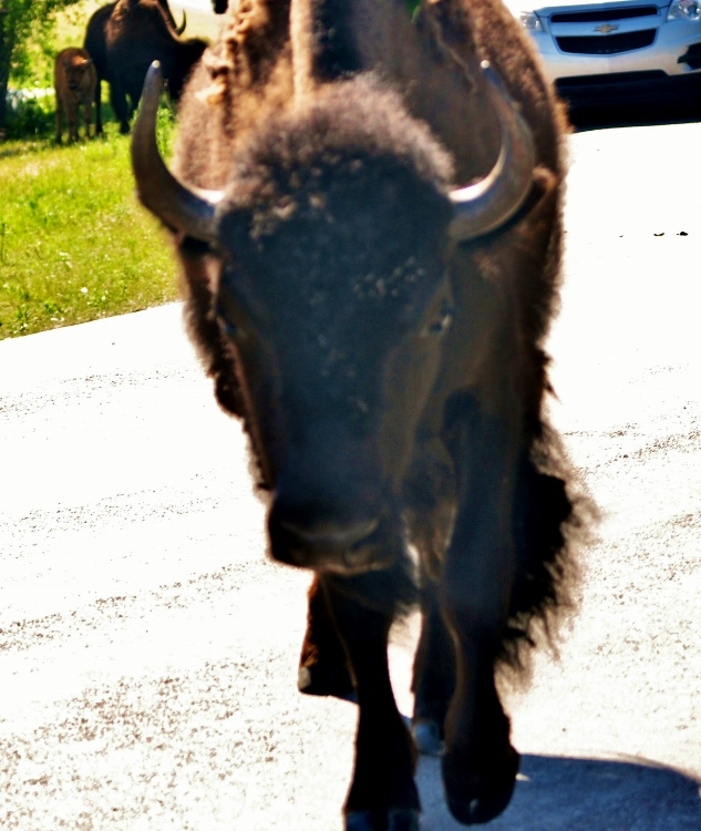 bison head-on